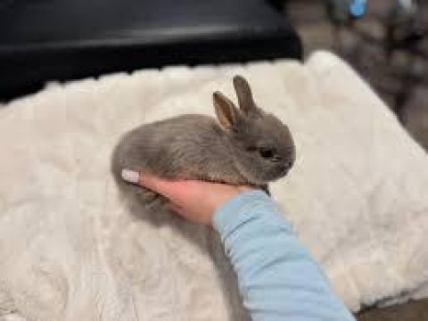 1 aylık sütten kesilmiş netherland dwarf tavşanlar