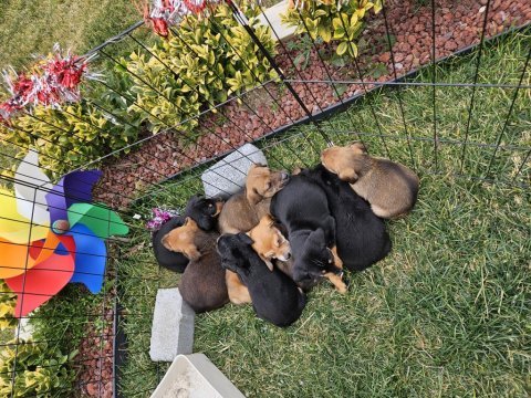 Afrika kökenli köpeğimizin yavruları