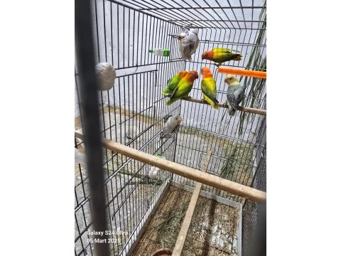 Gren opalin euwing papağanımız