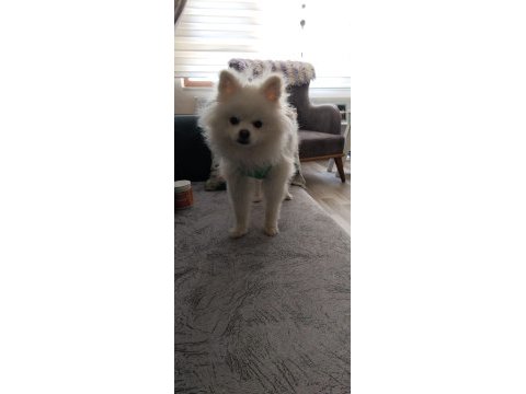 10 aylık erkek 2 buçuk kg pomeranian