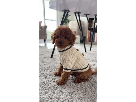 Orijinal toy poodle