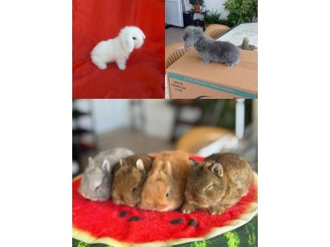 Cüce ve lop ırkı tavşan