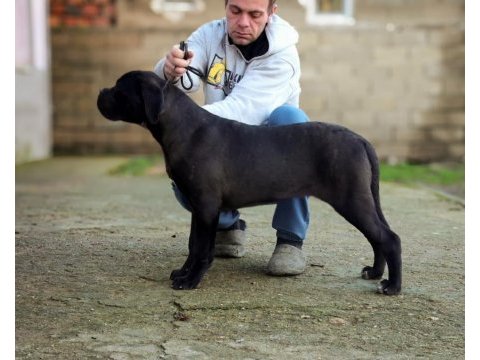Şecereli full aşılı cane corso yavrular