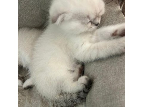 Teslime hazır mükemmel bir scottish fold