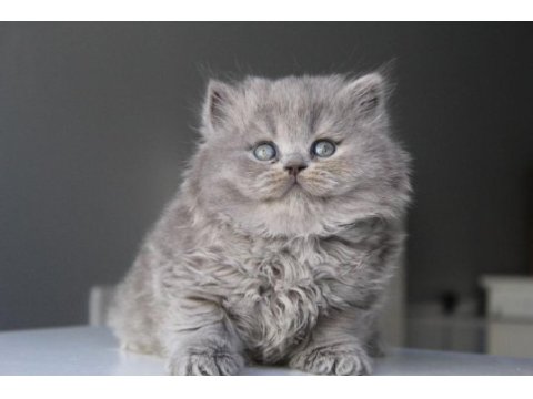 Mavi british longhair boncuklarım