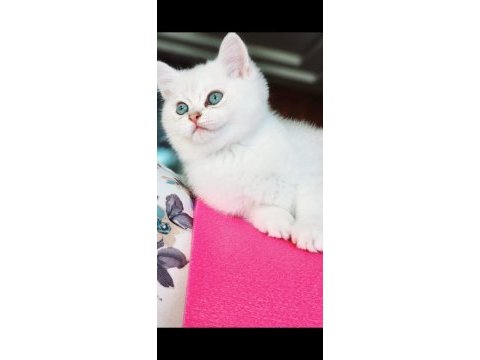 Beyaz mavi gözlü erkek british shorthair