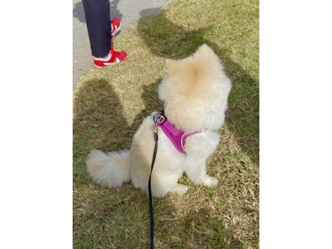 Erkek pomeranian 1 yaşında