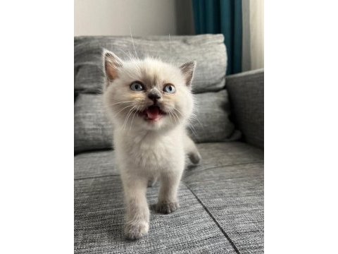 Evlere şenlik sağlıklı safkan yavrular