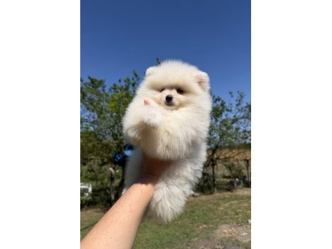 Kusursuz karbeyaz dişi pomeranian boo