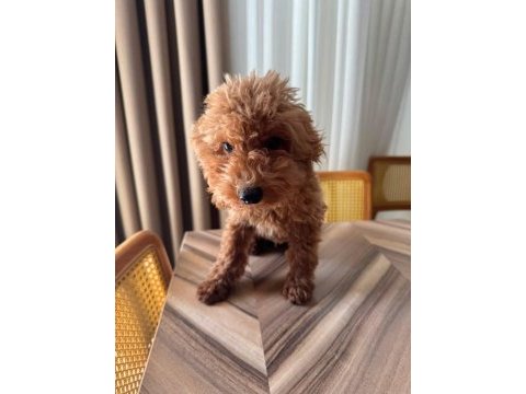 3 aylık erkek toy poodle