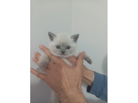 Bluepoint erkek yavru british shorthair