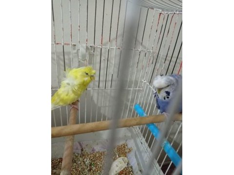 Japones muhabbet kuşu çifti