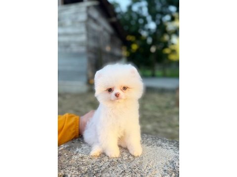 Micro teacup kusursuz karbeyaz pomeranian boo