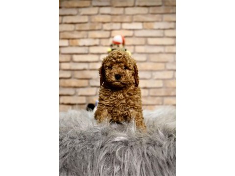 A kalite toy poodle yavruları