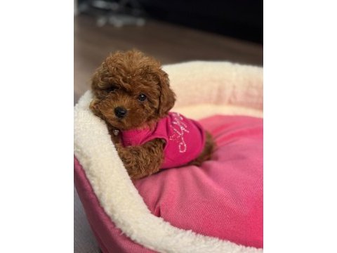 Toy poodle bebekleri