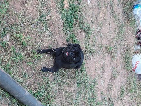 2 yaşında erkek pug