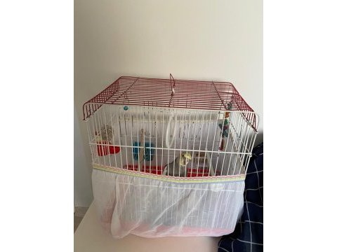 Dişi grey sultan papağanı