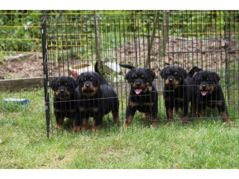 Şecereli şampiyon rottweiler yavruları