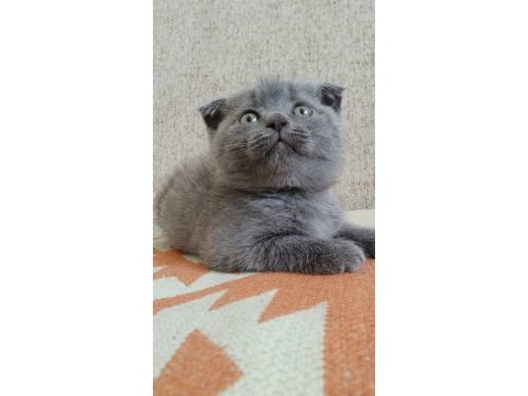 Scottish fold yavrumuza yuva arıyoruz