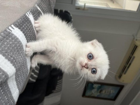 Acil sahiplendirme scottish fold