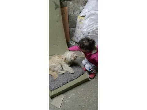 Sahiplendirme terrier