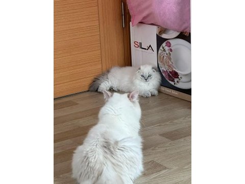 Scottish longhair
