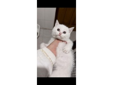 İstanbulda yavru dişi beyaz british shorthair yavru