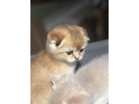 Üst düzey scottish fold yavrular