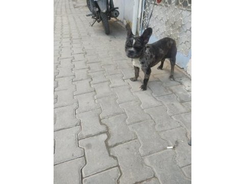 Nadir ırk bulldog merle