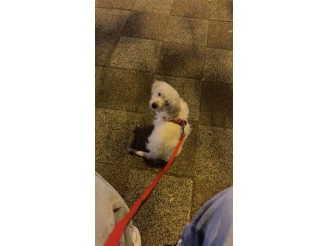 3 aylık yavru köpeğimiz
