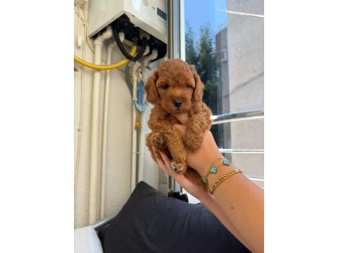 Erkek dişi toy poodle