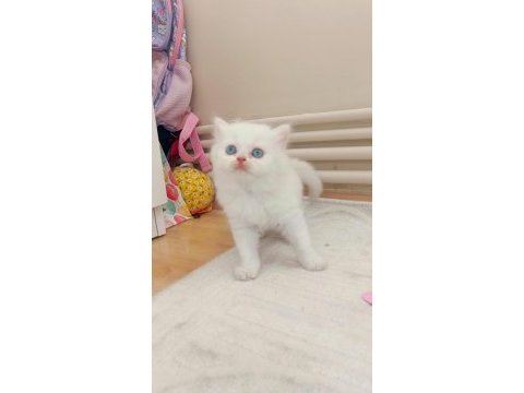Chinchilla dişi ve erkek yavrular