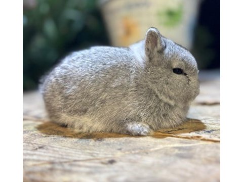 Hollanda lop yavru tavşanlar