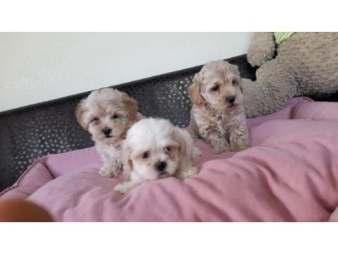 Kore kan maltipoo bebekler