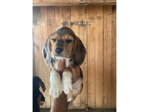 Beagle bebişler