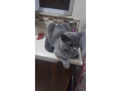 1 yaşında kedilerimiz sahiplendirilecektir