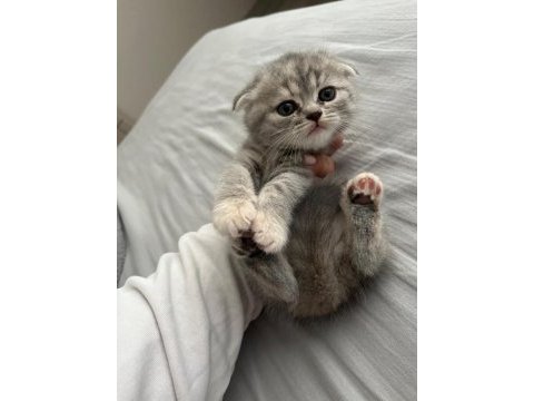 Son kalan yavru scottish fold