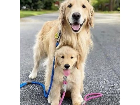 İzin belgeli üretim çiftliğinden golden retriever kapıda öde