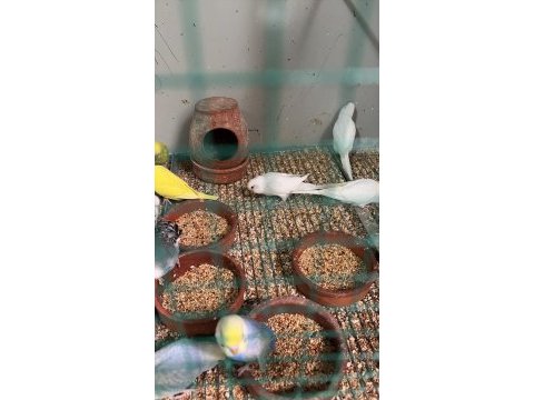 İlanda kümes muhabbet kuşlar