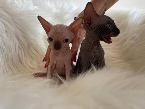 Elite sphynx kitten