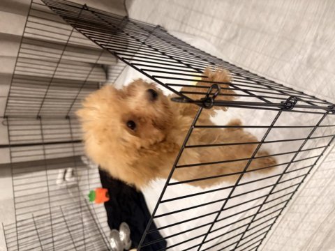 Sevimli ve akıllı köpeğime acil yuva arıyorum