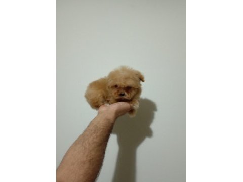 Mini boy tea cup maltipoo yavrumuz ırk garantili teslim