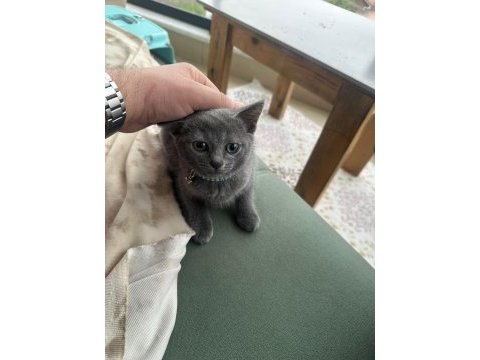 Yavru british shorthair kedisi