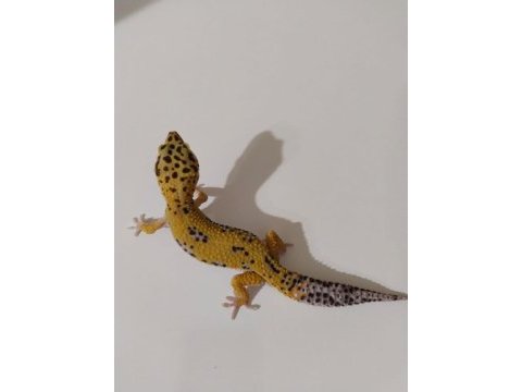 Leopard gecko dişi ve erkek