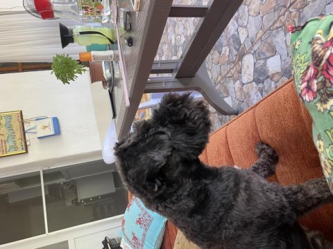 2 buçuk yaşında miniature schnazuer dişi