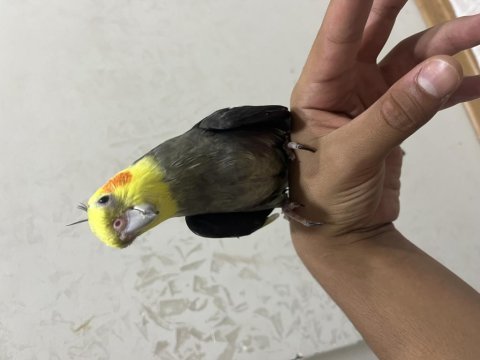 Grey sultan papağanı