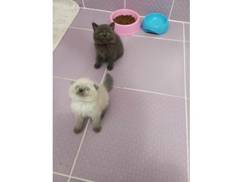 Scottish fold yavrular