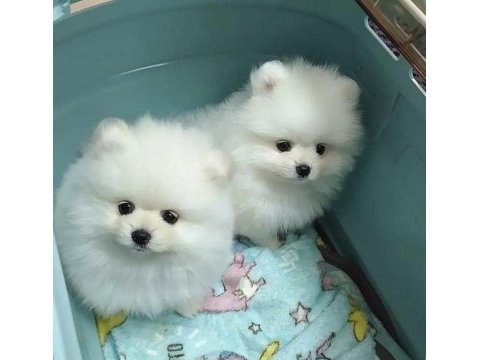Dişi ve erkek pomeranian boo yavrularımız