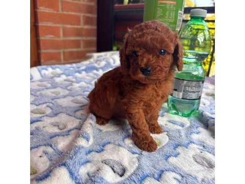 Veteriner kontrolleri yapılan toy poodle yavrular 