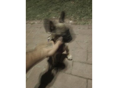 90 günlük french bulldog aşıları karnesi çipi ful
